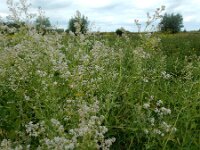 Lepidium latifolium 10, Peperkers, Saxifraga-Ed Stikvoort : Noorse ganzerik Bemmel