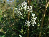 Lepidium latifolium 7, Peperkers, Saxifraga-Ed Stikvoort