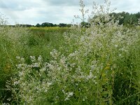 Lepidium latifolium 9, Peperkers, Saxifraga-Ed Stikvoort : Noorse ganzerik Bemmel