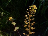 Lepidium perfoliatum 8, Doorgroeide kruidkers, Saxifraga-Ed Stikvoort : Sisian - Vayk - Hermon s9900