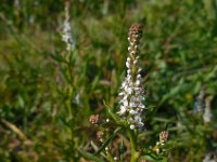 Lepidium spinosum 2, Saxifraga-Ed Stikvoort