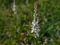 Lepidium spinosum 3, Saxifraga-Ed Stikvoort