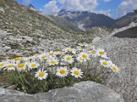 Leucanthemopsis alpina 29, Saxifraga-Harry Jans