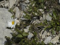 Leucanthemum cuneifolium 2, Saxifraga-Jan van der Straaten