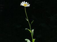 Leucanthemum cuneifolium 3, Saxifraga-Marijke Verhagen