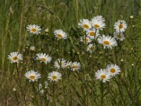 Leucanthemum vulgare 80, Gewone margriet, Saxifraga-Jan van der Straaten