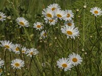 Leucanthemum vulgare 82, Gewone margriet, Saxifraga-Jan van der Straaten