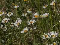 Leucanthemum vulgare 84, Gewone margriet, Saxifraga-Jan van der Straaten