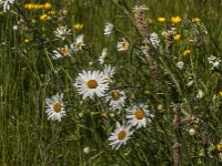 Leucanthemum vulgare 85, Gewone margriet, Saxifraga-Jan van der Straaten