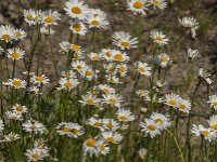 Leucanthemum vulgare 90, Gewone margriet, Saxifraga-Jan van der Straaten