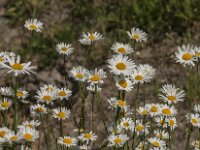 Leucanthemum vulgare 91, Gewone margriet, Saxifraga-Jan van der Straaten