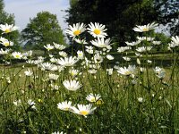 Leucanthemum vulgare 1, Gewone margriet, Saxifraga-Hans Dekker