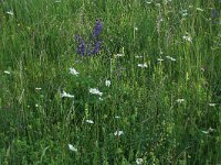 Leucanthemum vulgare 35, Gewone margriet, Saxifraga-Hans Boll