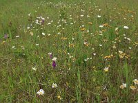 Leucanthemum vulgare 41, Gewone margriet, Saxifraga-Hans Boll