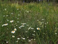Leucanthemum vulgare 42, Gewone margriet, Saxifraga-Hans Boll