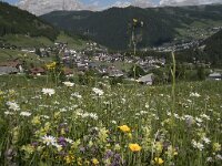 Leucanthemum vulgare 52, Gewone margriet, Saxifraga-Annemiek Bouwman