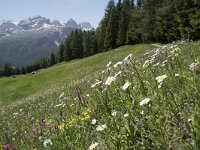 Leucanthemum vulgare 53, Gewone margriet, Saxifraga-Annemiek Bouwman