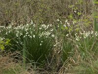 Leucojum aestivum 15, Zomerklokje, Saxifraga-Willem van Kruijsbergen