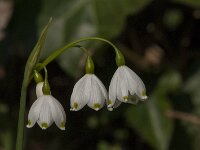 Leucojum aestivum 39, Zomerklokje, Saxifraga-Jan van der Straaten