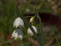 Leucojum aestivum 40, Zomerklokje, Saxifraga-Jan van der Straaten