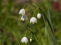 Leucojum aestivum 43, Zomerklokje, Saxifraga-Jan van der Straaten