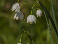 Leucojum aestivum 44, Zomerklokje, Saxifraga-Jan van der Straaten