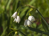 Leucojum aestivum 47, Zomerklokje, Saxifraga-Jan van der Straaten