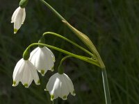 Leucojum aestivum 49, Zomerklokje, Saxifraga-Jan van der Straaten