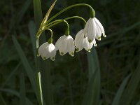 Leucojum aestivum 51, Zomerklokje, Saxifraga-Jan van der Straaten
