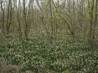 Leucojum aestivum 9, Zomerklokje, Saxifraga-Willem van Kruijsbergen