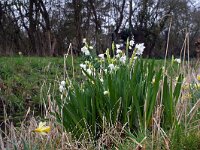 Leucojum vernum 10, Lenteklokje, Saxifraga-Jeroen Willemsen