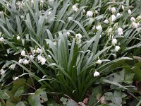 Leucojum vernum 11, Lenteklokje, Saxifraga-Peter Meininger