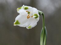 Leucojum vernum 12, Lenteklokje, Saxifraga-Peter Meininger