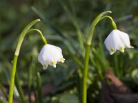 Leucojum vernum 13, Lenteklokje, Saxifraga-Jan Nijendijk
