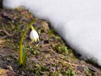 Leucojum vernum 14, Lenteklokje, Saxifraga-Simone van Velzen