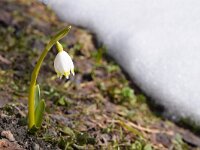 Leucojum vernum 15, Lenteklokje, Saxifraga-Simone van Velzen