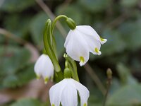 Leucojum vernum 16, Lenteklokje, Saxifraga-Jan Nijendijk