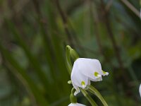 Leucojum vernum 17, Lenteklokje, Saxifraga-Jan Nijendijk