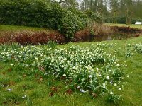 Leucojum vernum 18, Lenteklokje, Saxifraga-Hans Grotenhuis