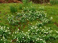 Leucojum vernum 19, Lenteklokje, Saxifraga-Hans Grotenhuis