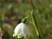 Leucojum vernum 2, Lenteklokje, Saxifraga-Jan van der Straaten