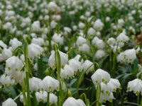 Leucojum vernum 20, Lenteklokje, Saxifraga-Ed Stikvoort