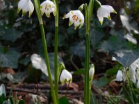Leucojum vernum 22, Lenteklokje, Saxifraga-Ed Stikvoort