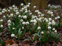 Leucojum vernum 23, Lenteklokje, Saxifraga-Ed Stikvoort