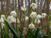 Leucojum vernum 24, Lenteklokje, Saxifraga-Ed Stikvoort