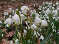 Leucojum vernum 25, Lenteklokje, Saxifraga-Ed Stikvoort