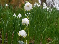 Leucojum vernum 26, Lenteklokje, Saxifraga-Ed Stikvoort