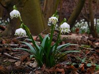 Leucojum vernum 27, Lenteklokje, Saxifraga-Ed Stikvoort