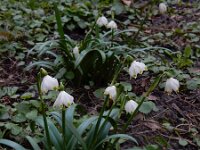 Leucojum vernum 28, Lenteklokje, Saxifraga-Ed Stikvoort