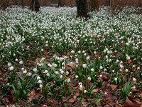 Leucojum vernum 29, Lenteklokje, Saxifraga-Ed Stikvoort